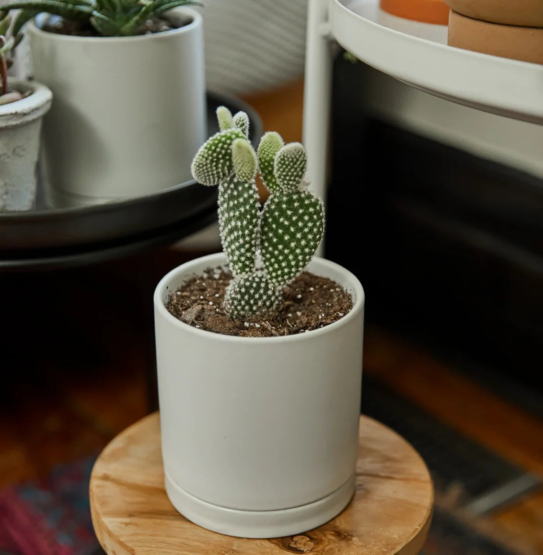 Angel Wings Cactus 'Bunny Ears '