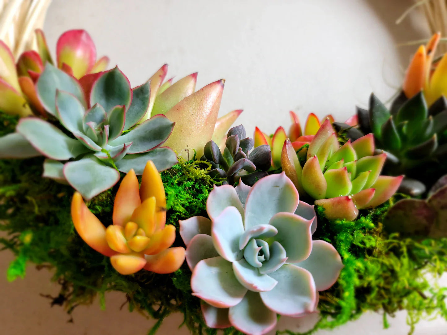 12" Succulent Wreath