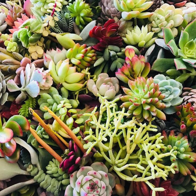 10 succulent cuttings