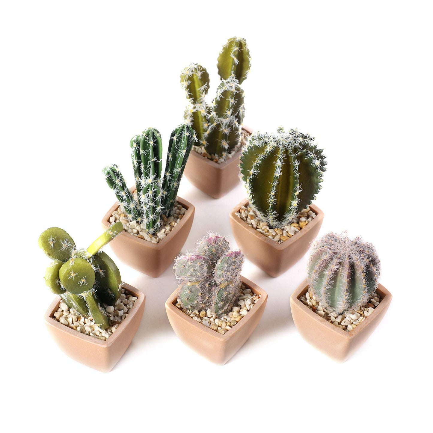 Assorted Cactus Variety Pack