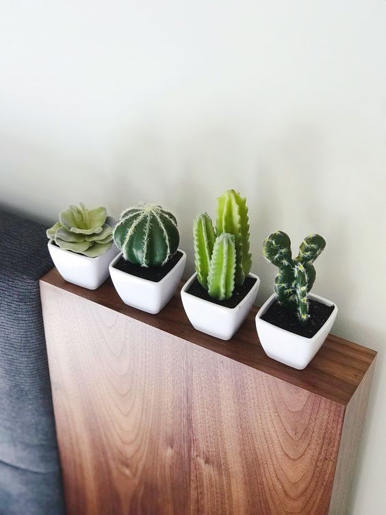 Assorted Cactus Variety Pack