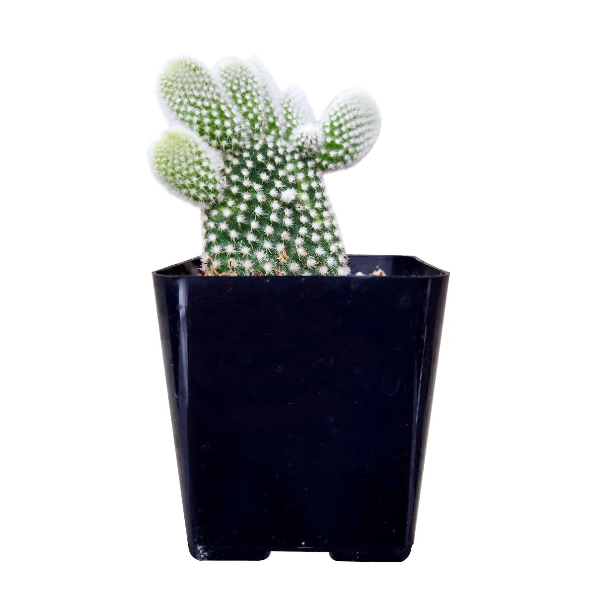 Angel Wings Cactus 'Bunny Ears '