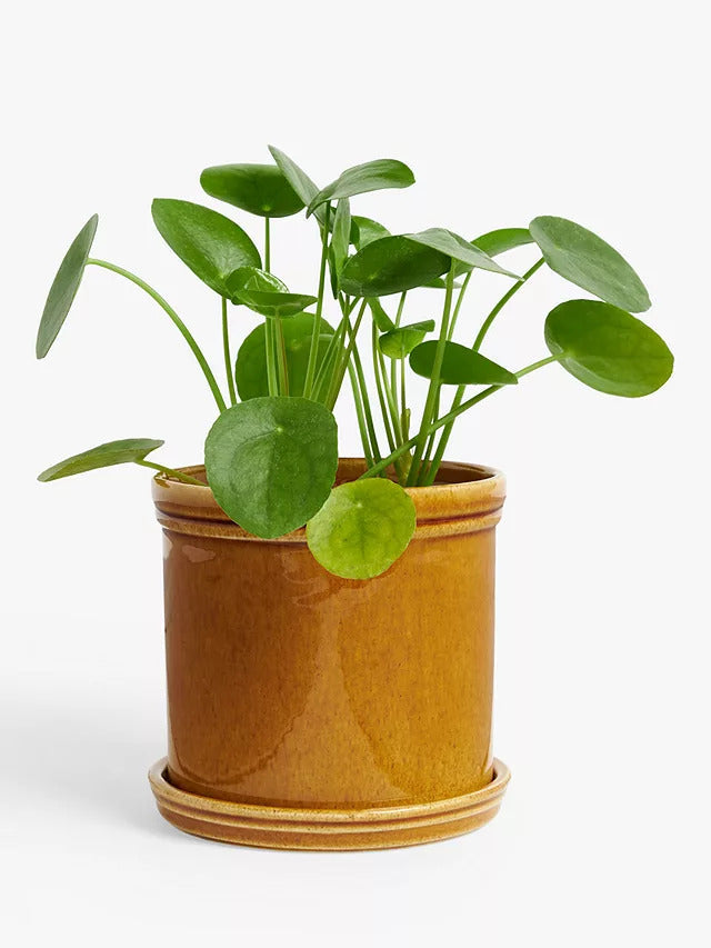 Chinese Money Plant