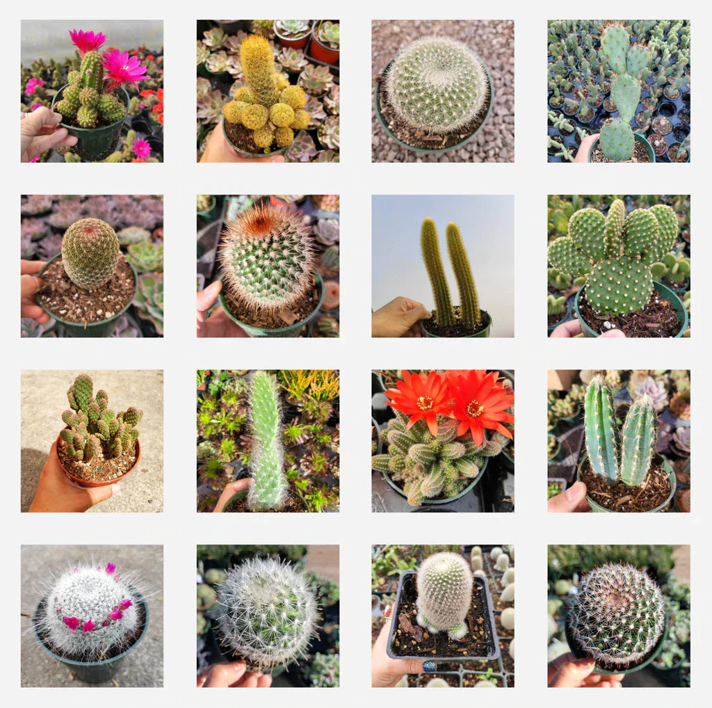 Assorted Cactus Variety Pack