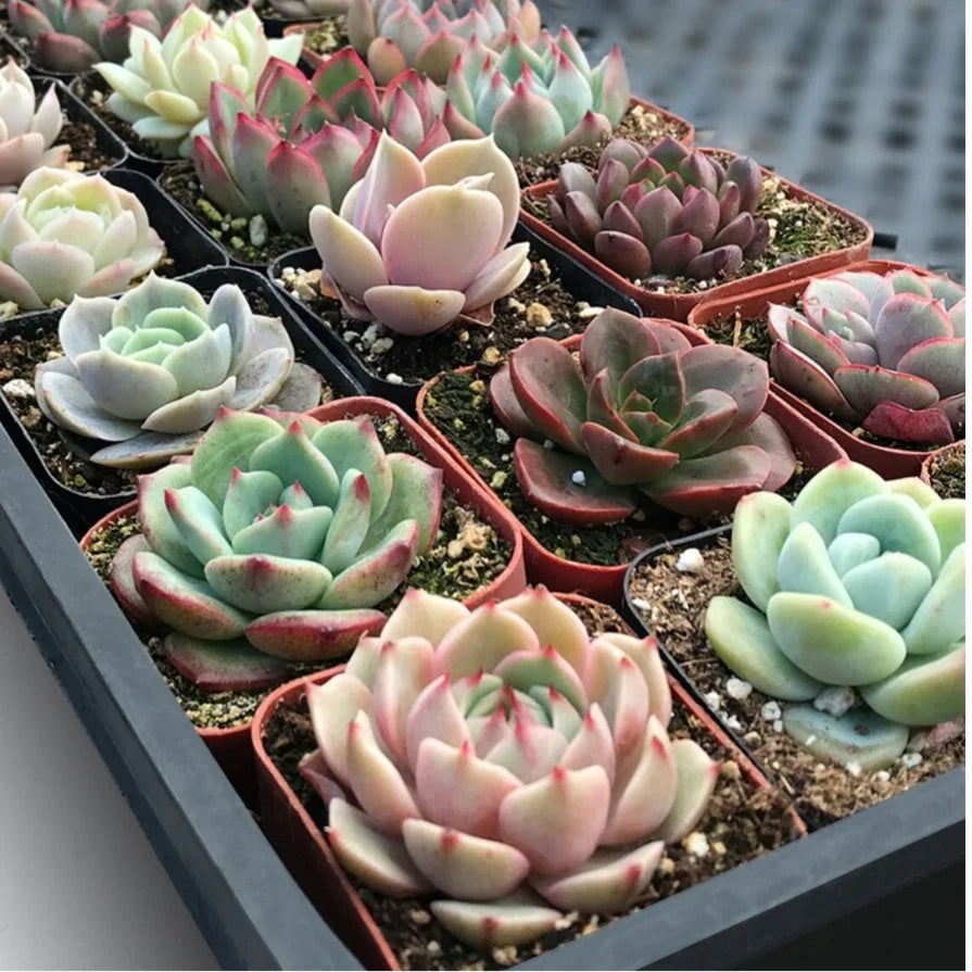 Assorted Succulent Set
