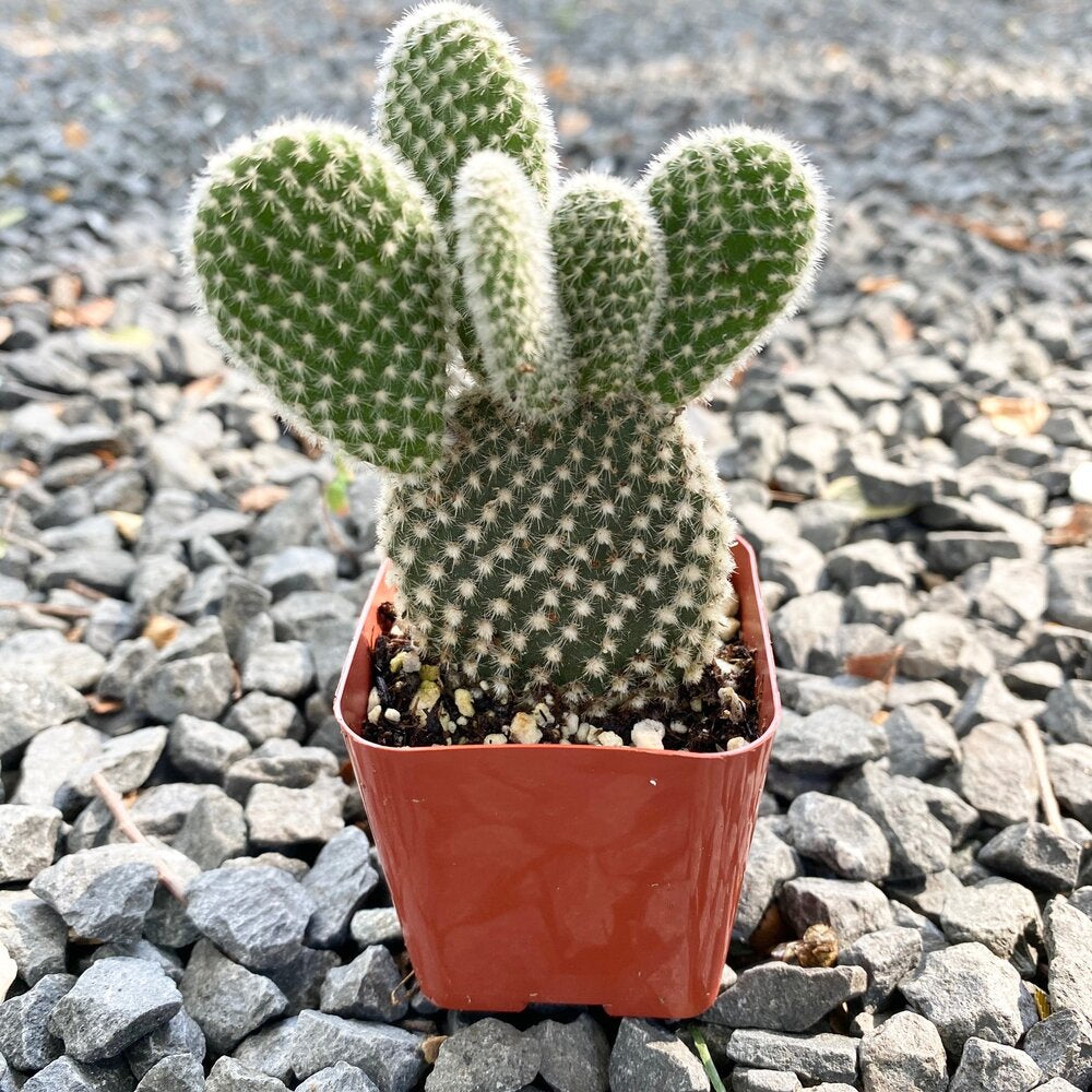 Angel Wings Cactus 'Bunny Ears '