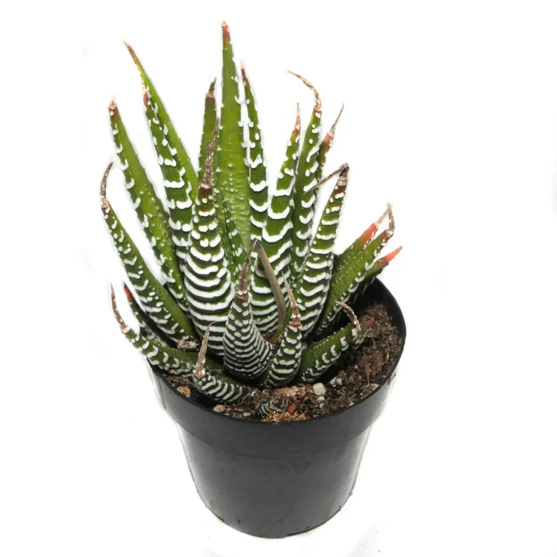 Zebra Plant - Haworthia fasciata