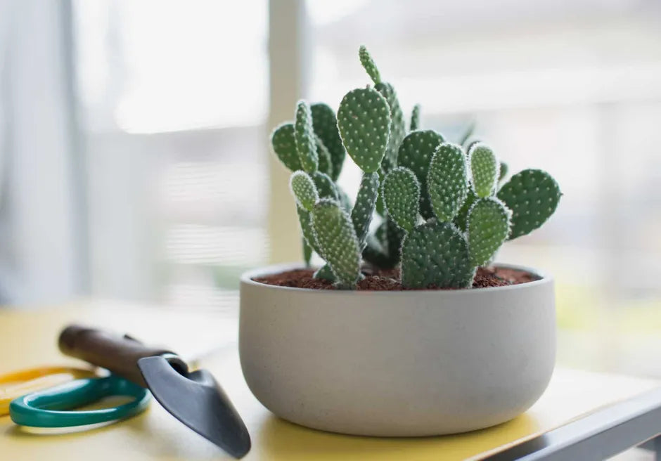 Angel Wings Cactus 'Bunny Ears '