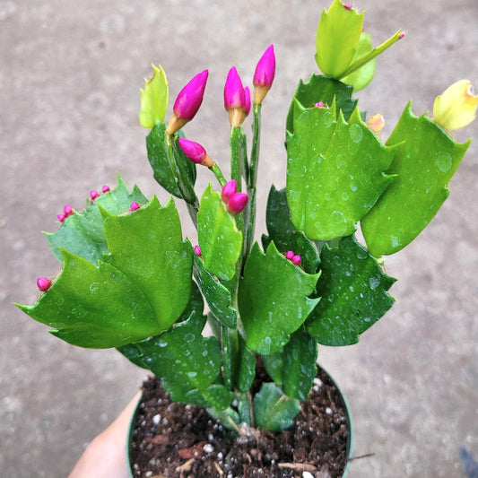 Christmas Cactus