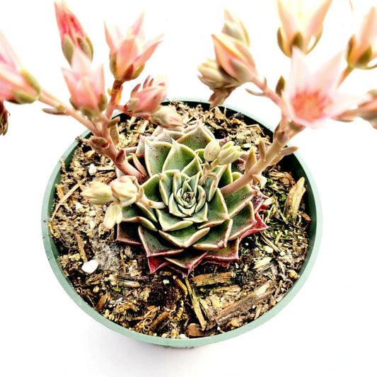 Graptopetalum Bellum Tacitus
