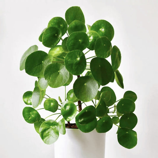 Chinese Money Plant