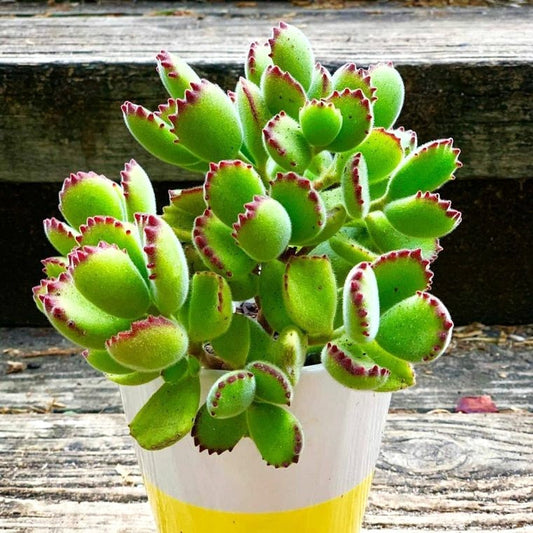 Bear's Paw Succulent
