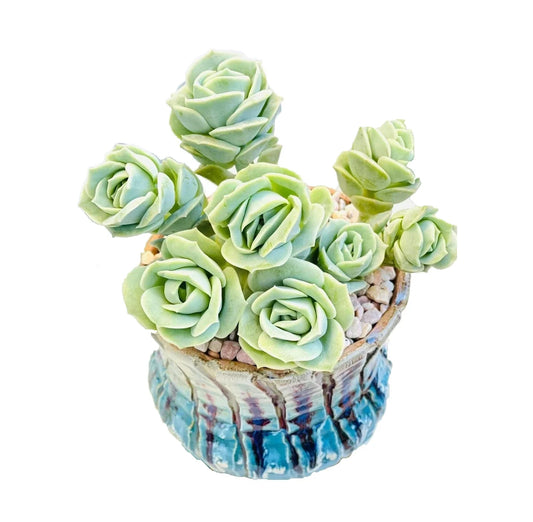 Graptoveria Lovely Rose